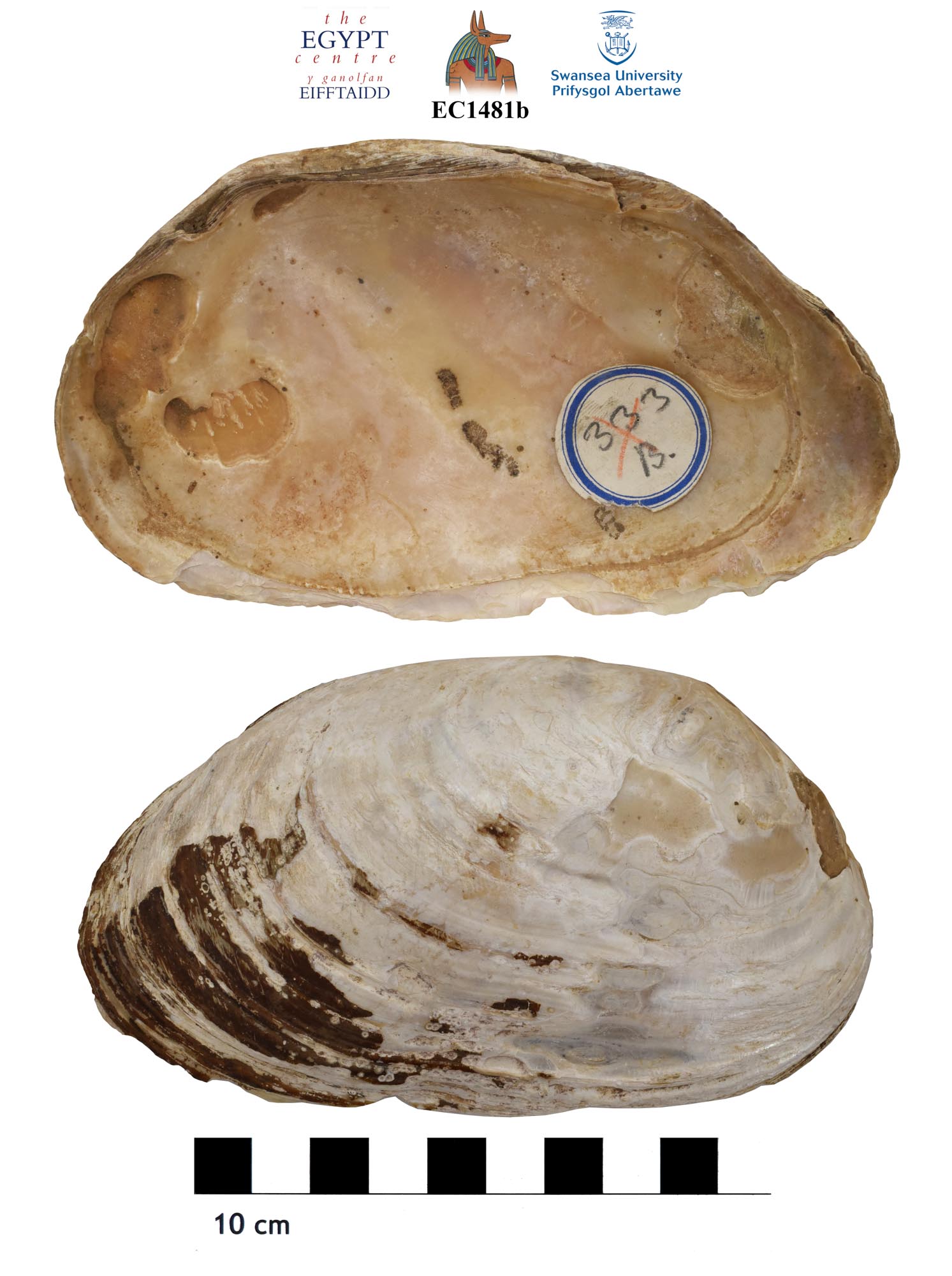 Image for: Oyster shell